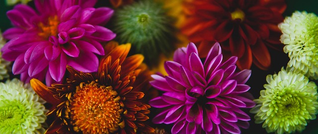 育界明星因 育界明星因