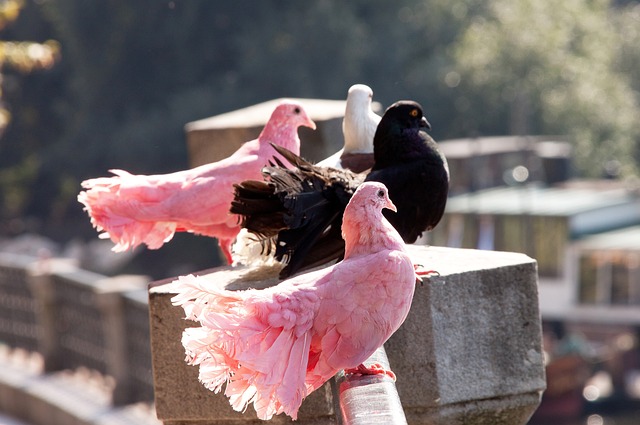 球隊之一 球隊之一