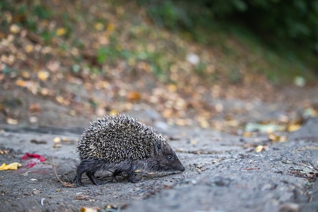 格不僅冷靜 格不僅冷靜